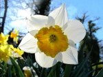 NARCISSUS