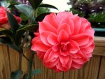 Camellia japonica