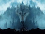 Grey Wolf