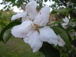 Apple Blossom in macro