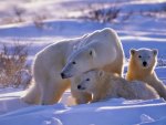 Polar Bears in the Snow