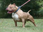 *** Bully Pitbull Dog ***