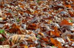 Fallen Leafes Autumn