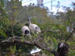 Sacred Ibis