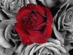 dark red rose