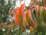 Leaves of Autumn