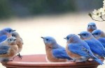 "Sweet Lil Blue Birds Feeding"