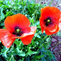 mohn im herbst