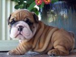 Aren't My Wrinkles Cute?