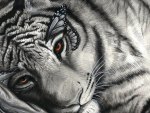 Butteryfly Tiger