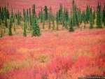 Autumn In Alaska