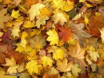 Autumn Leaves