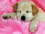 Sleeping puppy