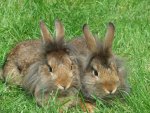 *** Two rabbits on the grass ***