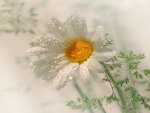 Daisy Dew