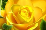 Yellow Rose