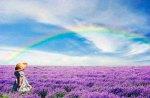 Rainbow Over Lavender Fields