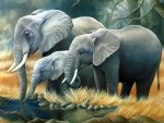 elephants