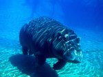 hippopotamus