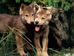 wolf cubs