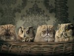 owl and the pussycats