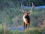 Elk