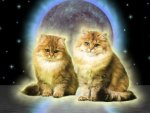 Cats friends and moon