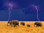 elephants in a lighting strom