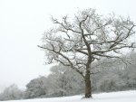 winter tree