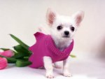Doggie in Pink