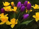 Lovely Purple and Yellow Combination