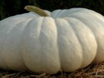 SOUTH AFRICAN PUMPKIN