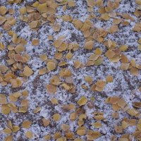 Early winter snow and fallen leaves