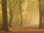 Forest fog