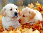 Playing in autumn leavesâ™¥