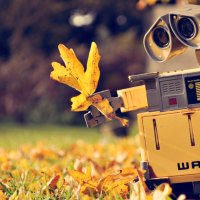 Wall-E likes Autumn