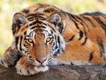 Beautiful young Tiger-