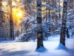 winter forest