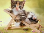 Kitty on small chair