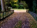 leafy path