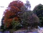 Autumn by the road