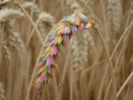 Rainbow wheat