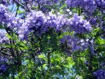 Beautiful Jacaranda blossom