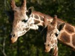 RETICULATED GIRAFFE