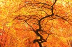 autumn tree