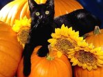 CAT ON PUMPKIN AND SUNFLOWER