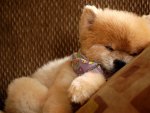 â˜ƒ cute puppy sleepingâ˜ƒ
