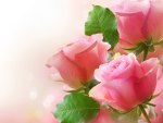 Pink roses