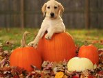 *** Dog with pumpkins ***