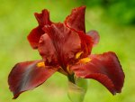 BROWN IRIS